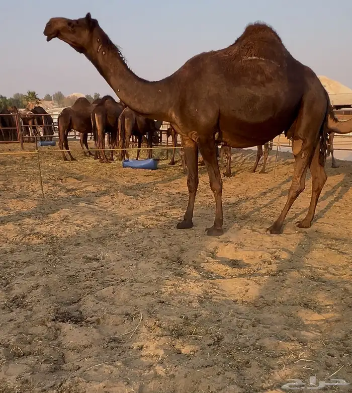 القاح وعجوم وضرايب وقعدان 4