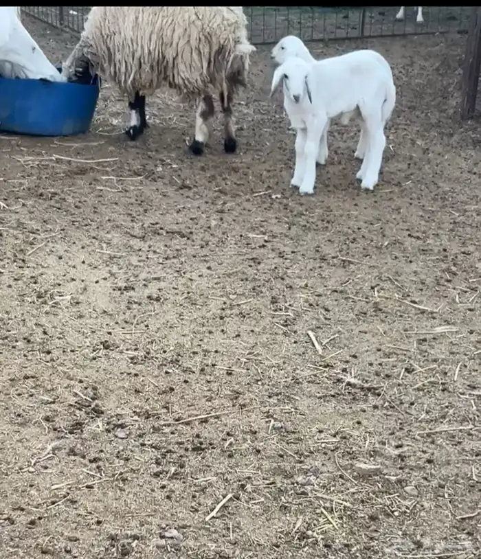 شاه مهجنة متاومة 0