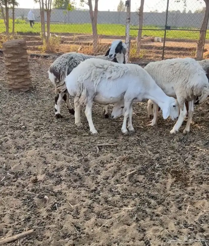 هجين ولد ودفيع مع الفحل 3