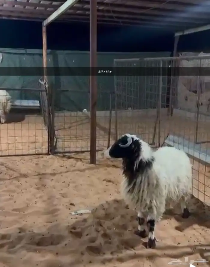 تم البيع عرضين العرض الاول رباع حايل العرض الثاني جذع فل 1