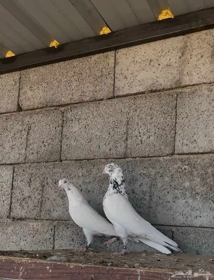 جواز باكستاني جنسرا تب التوب ( تم البيع ) 1