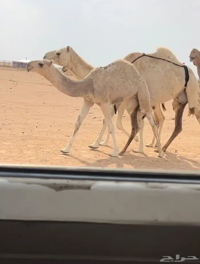 عشرا حدرها بكره كفوو 0