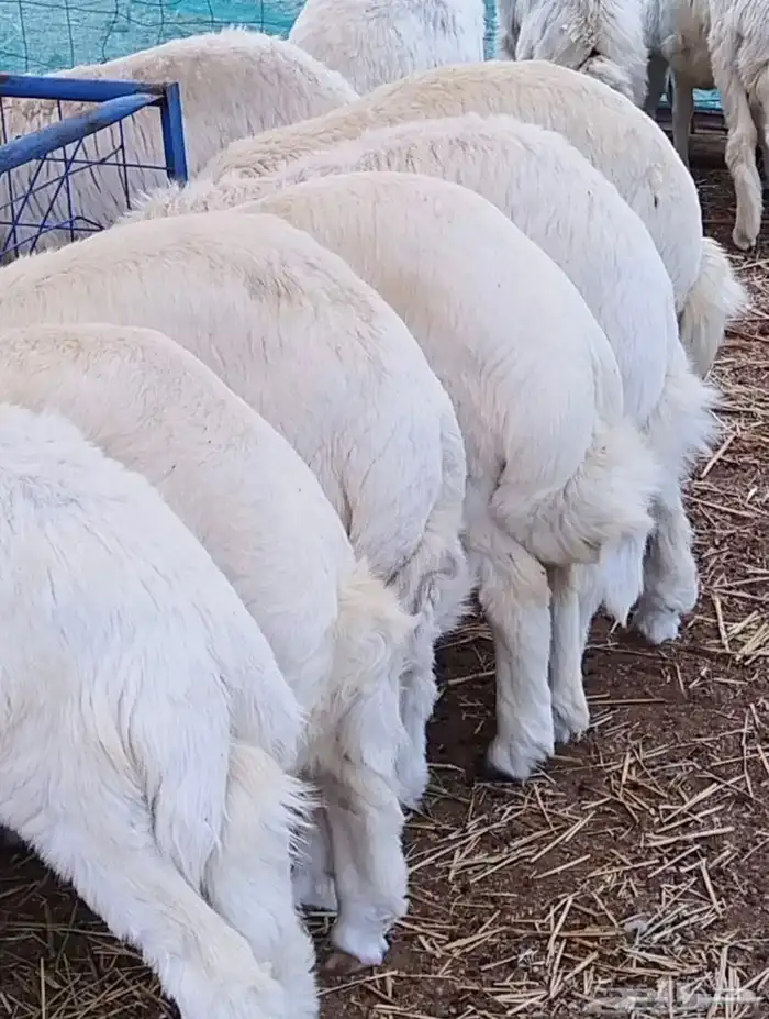 ذبايح حري نجدي 0