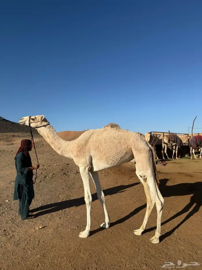 قعود حق للبيع 0