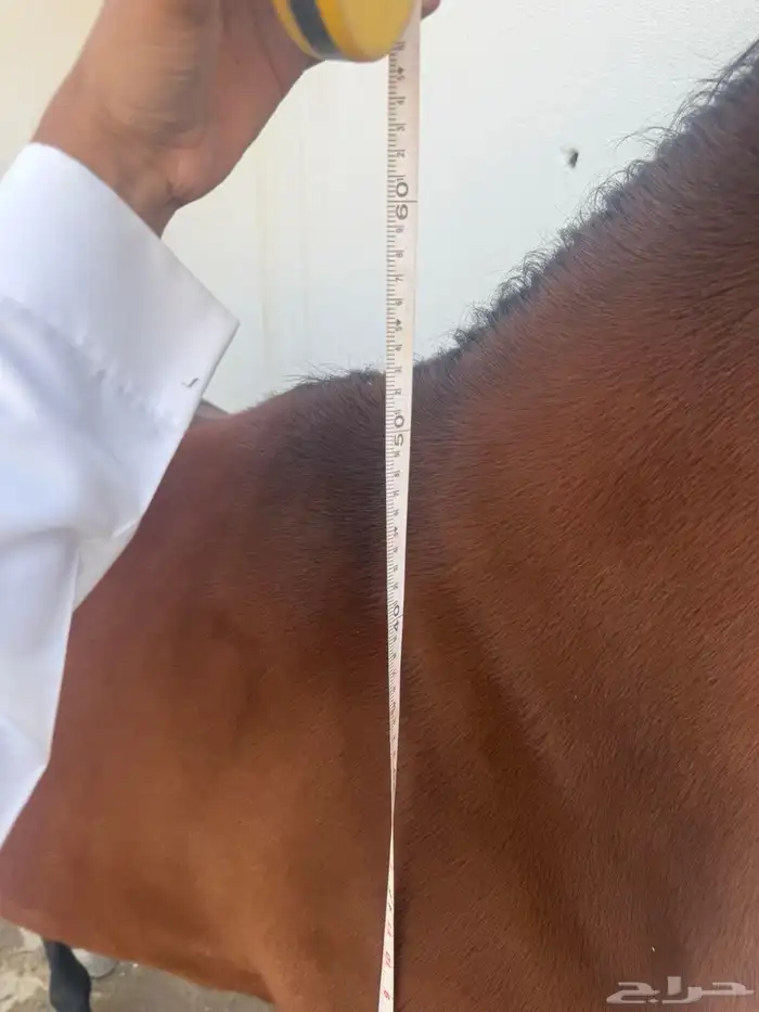 حصان واهو ورق 5