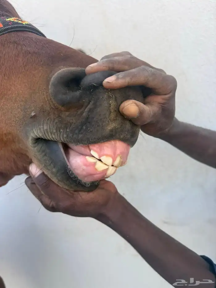 حصان واهو ورق 4