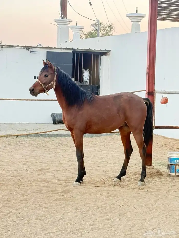 حصان واهو ورق 1