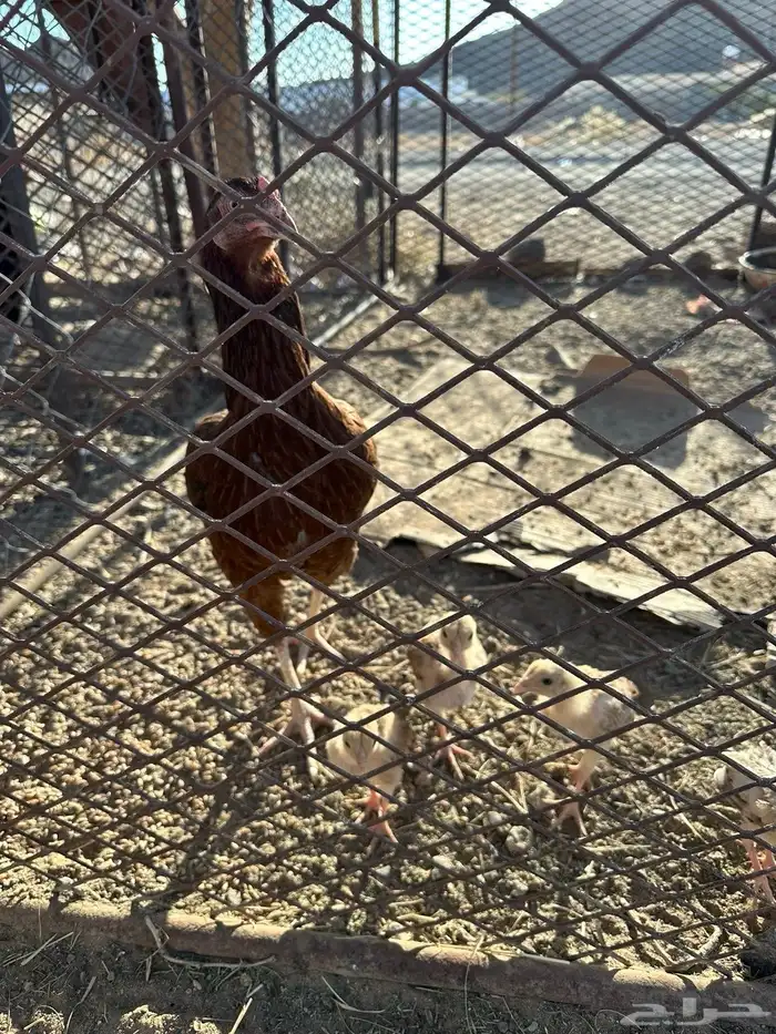 دجاج باكستاني عليه أربع فروخ السوم وصل 75 اطلب أزود 0