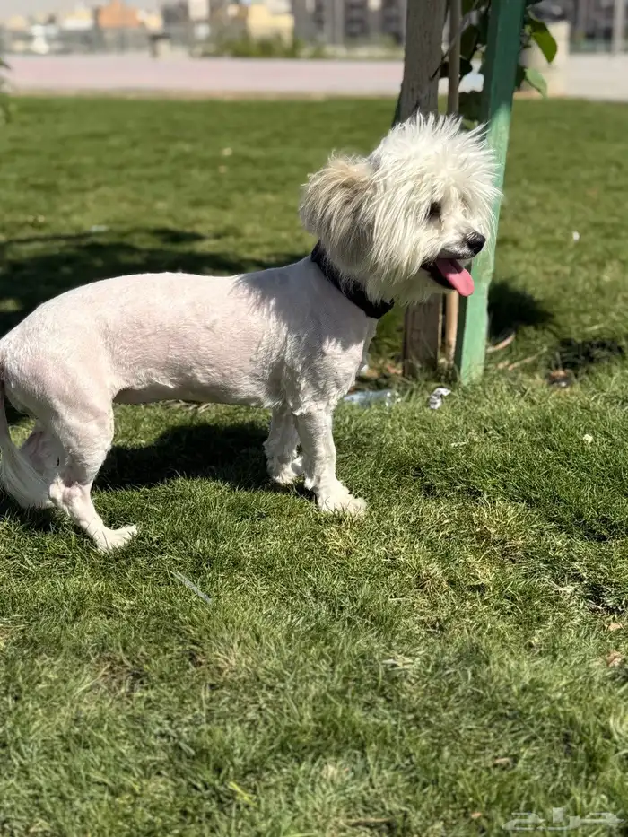 كلب مالتيز للبيع 1