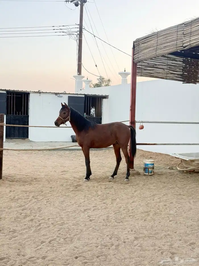 حصان واهو ورق 2