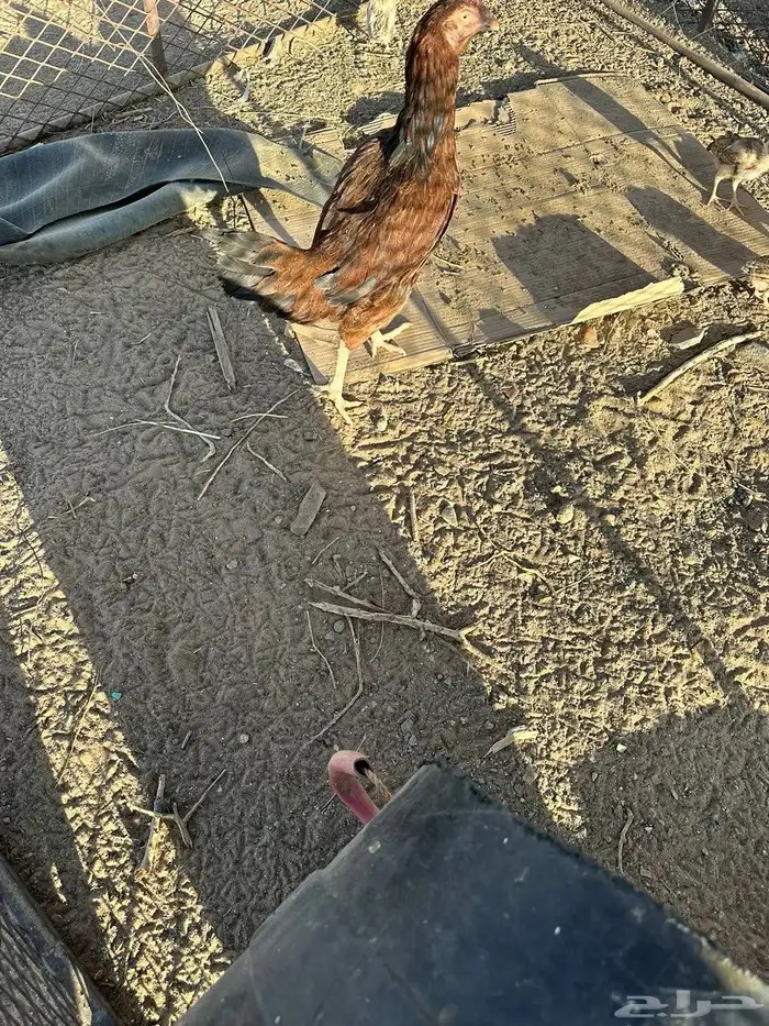 دجاج باكستاني عليه أربع فروخ السوم وصل 75 اطلب أزود 1