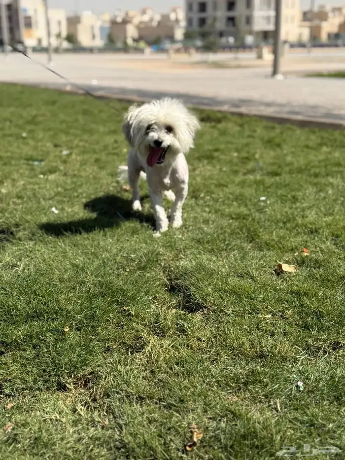 كلب مالتيز للبيع 0