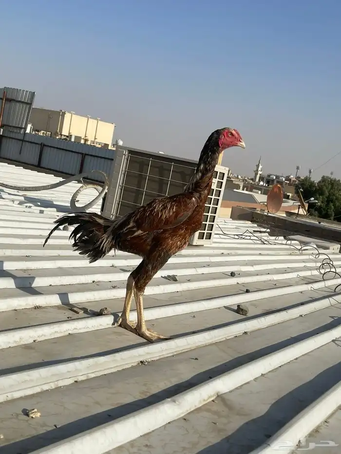 ديك باكستاني 0