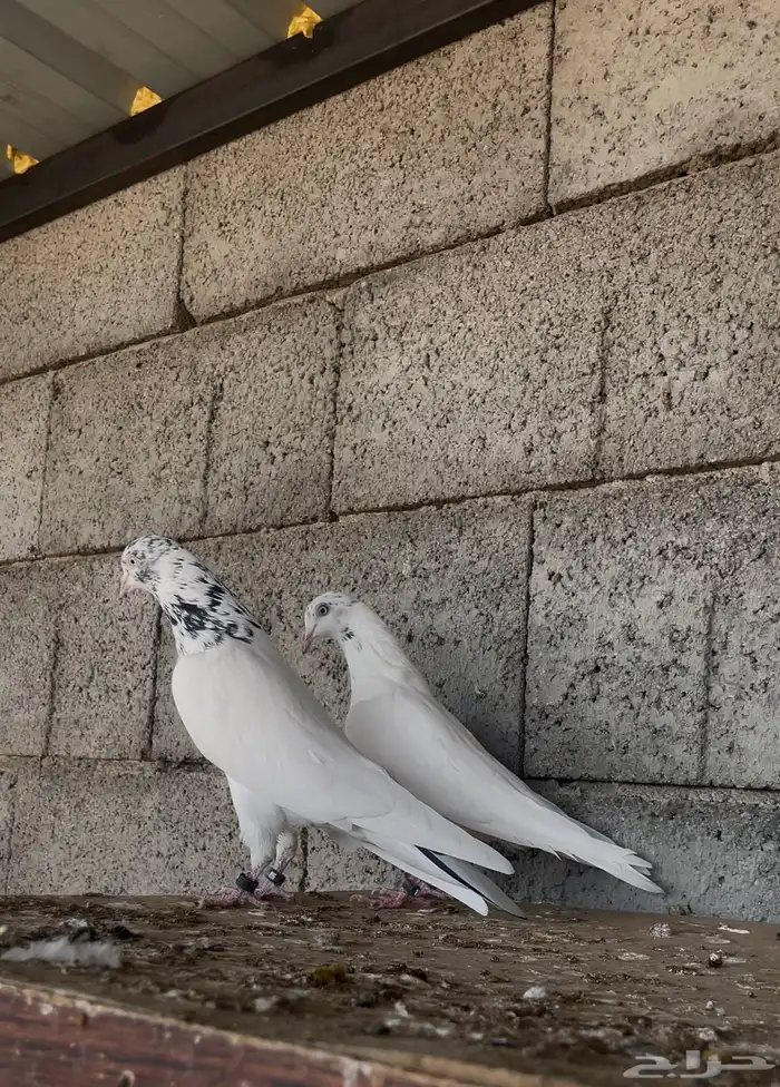 جواز باكستاني جنسرا تب التوب ( تم البيع ) 0