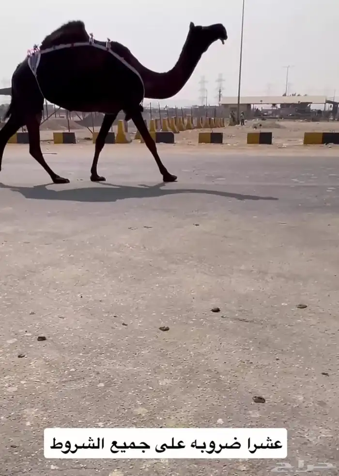 القاح وعجوم وضرايب وقعدان 2