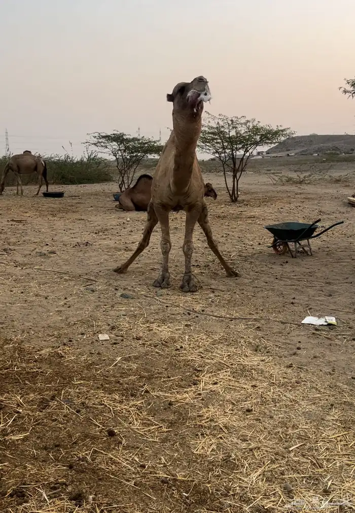 بعير هايج 3
