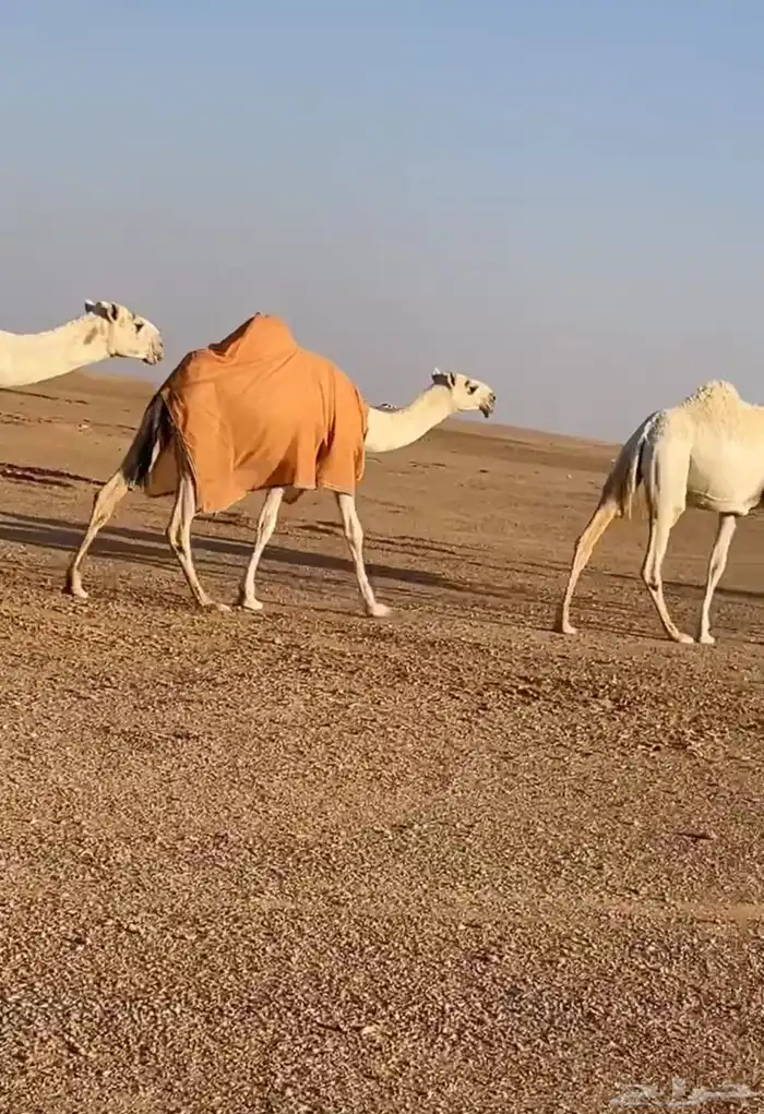 بكره باتليه 0