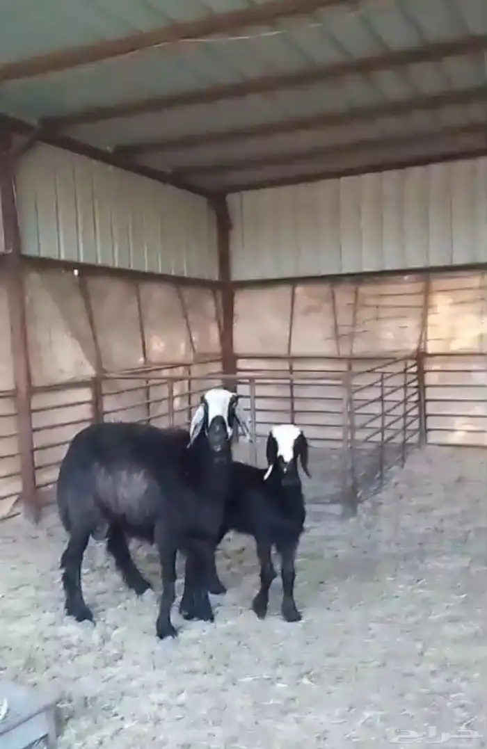 للبيع رغوث. 2