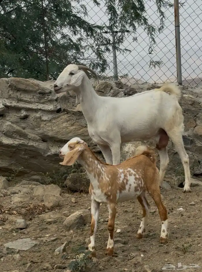 معزا برص فاخره جروم 2 عليها 2 0