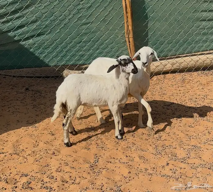 شياه حريات ثنايا متابيع 1