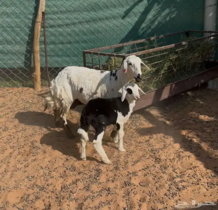 شياه حريات ثنايا متابيع 3