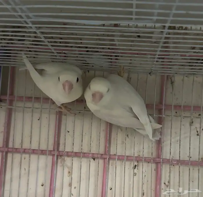 ازواج روز البينو بالانتاج 0