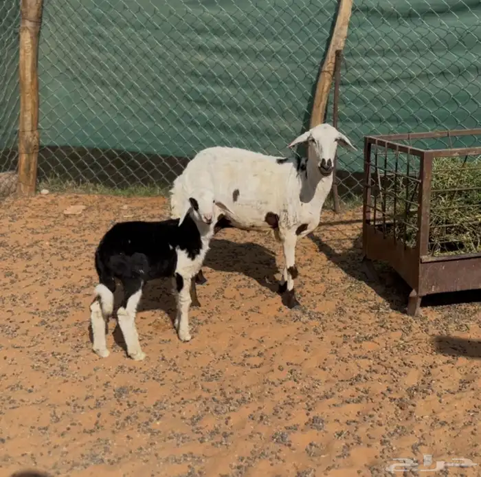 شياه حريات ثنايا متابيع 5