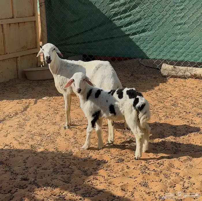 شياه حريات ثنايا متابيع 6