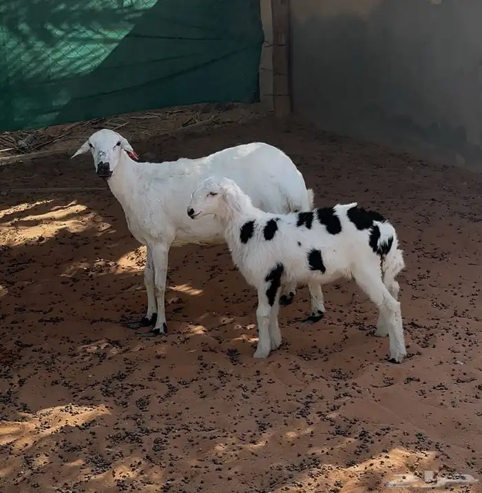 شياه حريات ثنايا متابيع 8