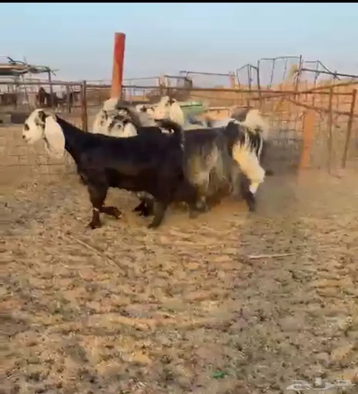 ماعز مصريات ربد 0