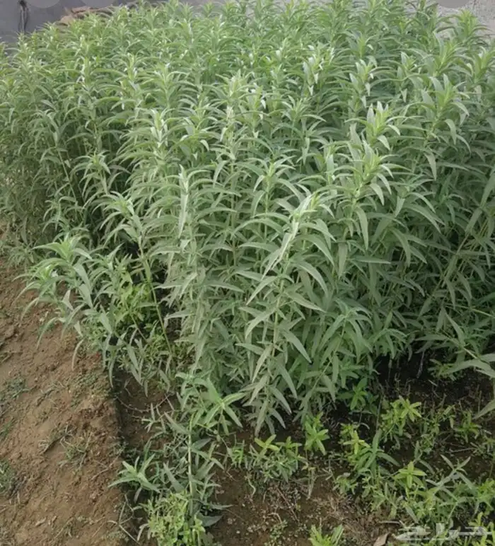 حبق طازة واكليل الجبل وميرميه 4