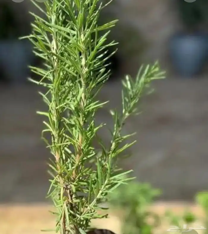 حبق طازة واكليل الجبل وميرميه 2