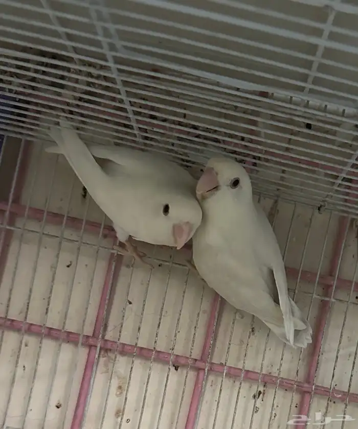 ازواج روز البينو بالانتاج 2