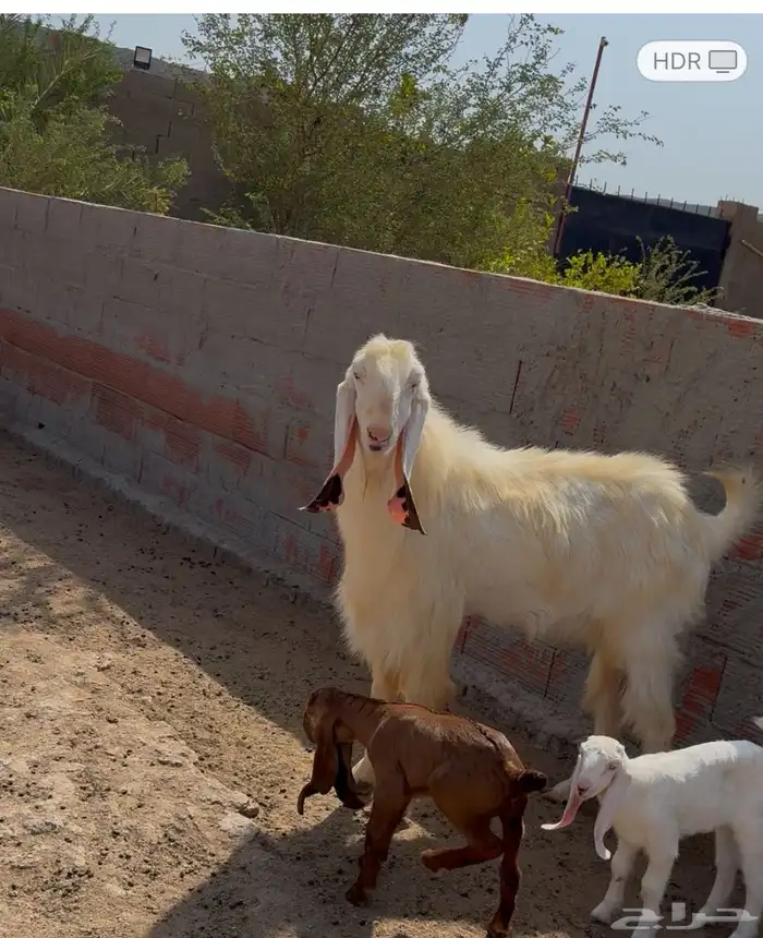 الغولاء طرق عسفان 1