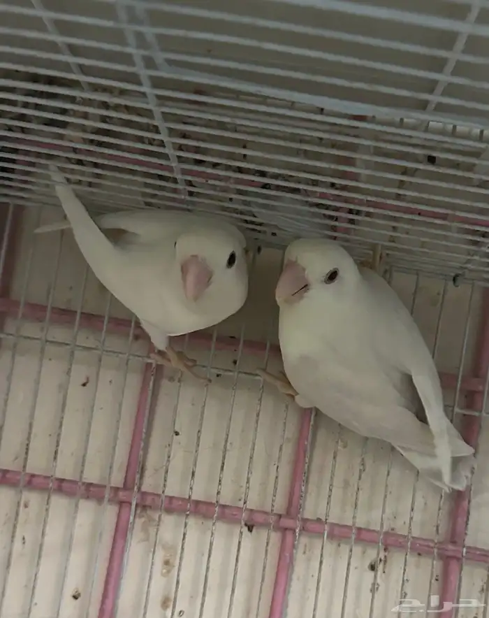 ازواج روز البينو بالانتاج 1