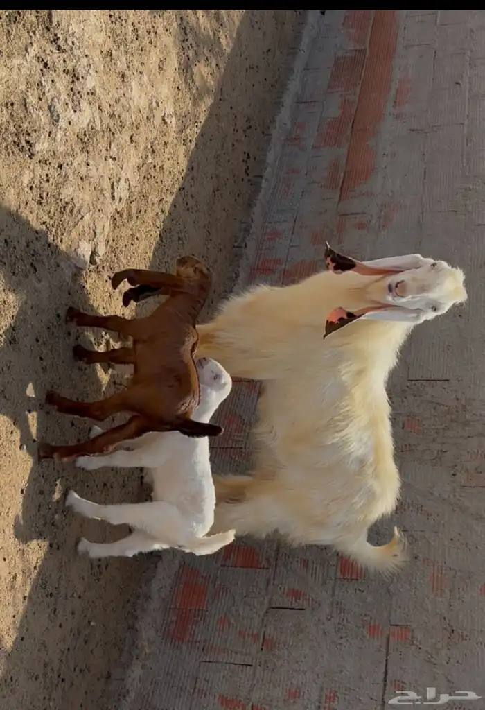 الغولاء طرق عسفان 2