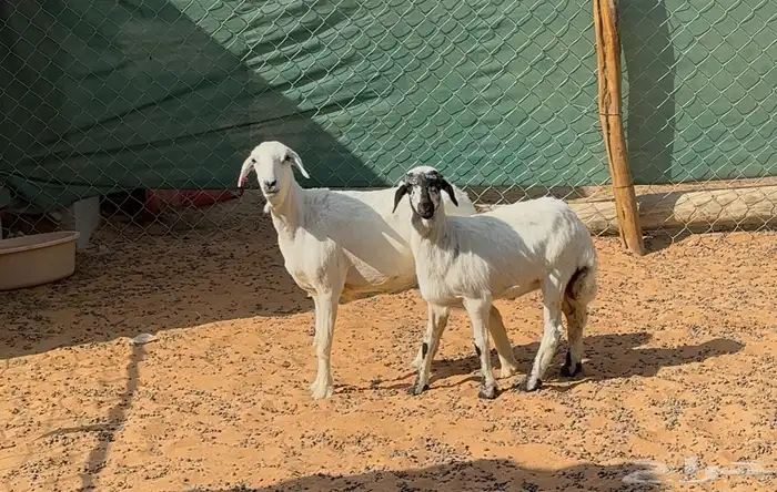 شياه حريات ثنايا متابيع 0