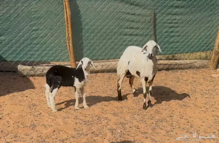 شياه حريات ثنايا متابيع 4