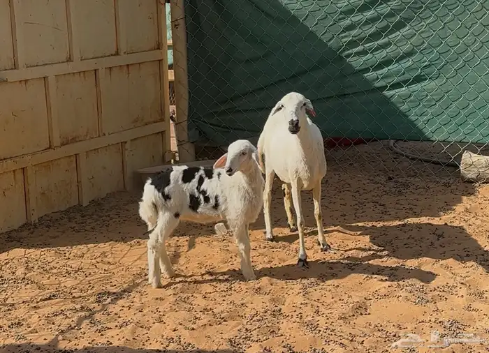 شياه حريات ثنايا متابيع 7