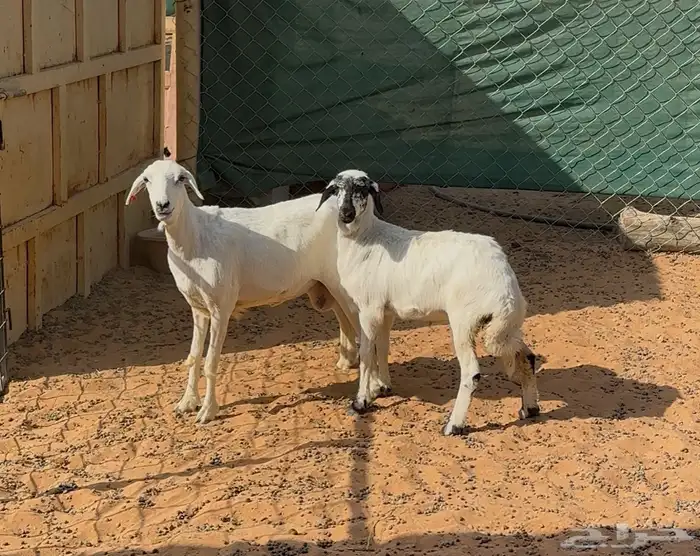 شياه حريات ثنايا متابيع 2