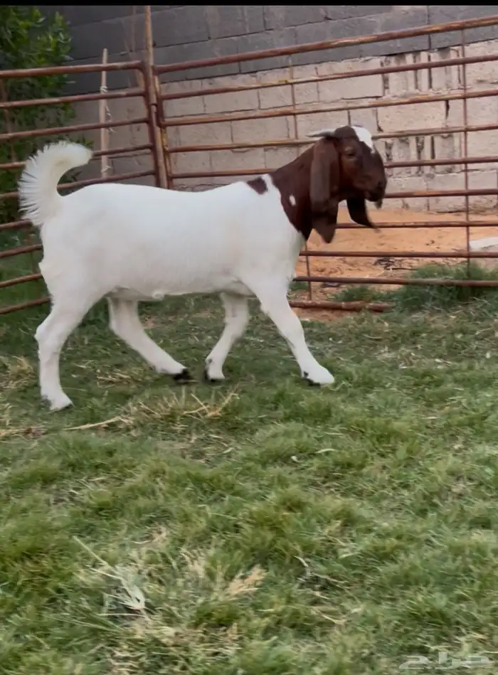 جفره هجين بورقت 0