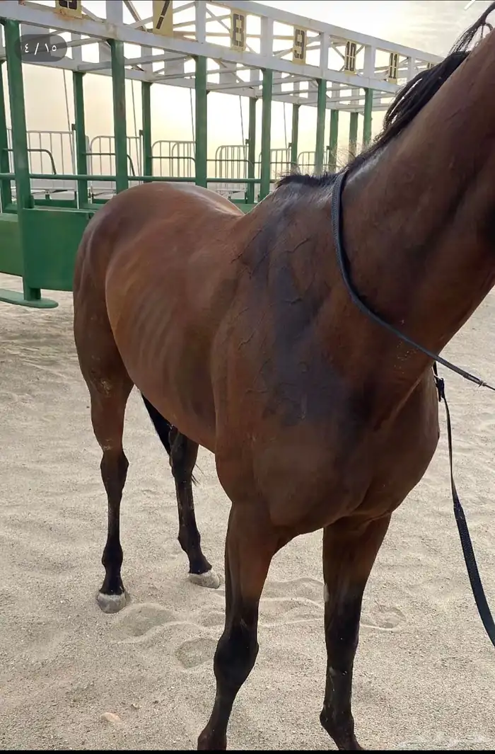 حصان انتاج إنجليزي 1