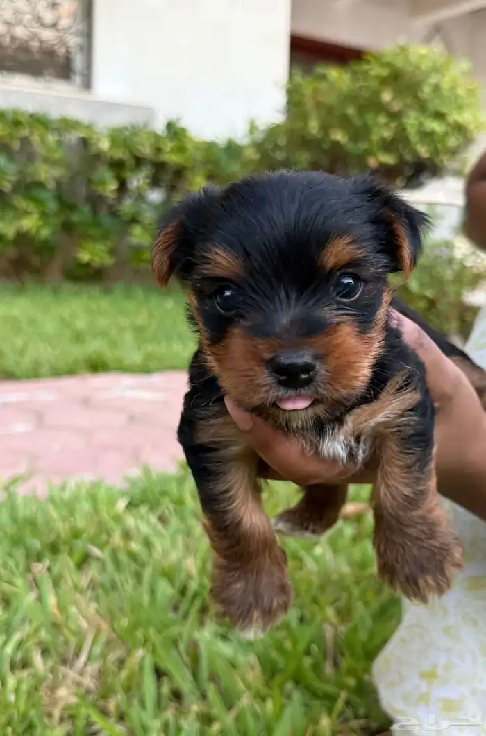 كلب للبيع بجده 0