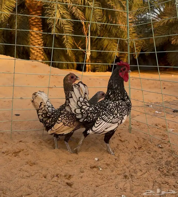 طقم دجاج سبرايت مستوا تب 0