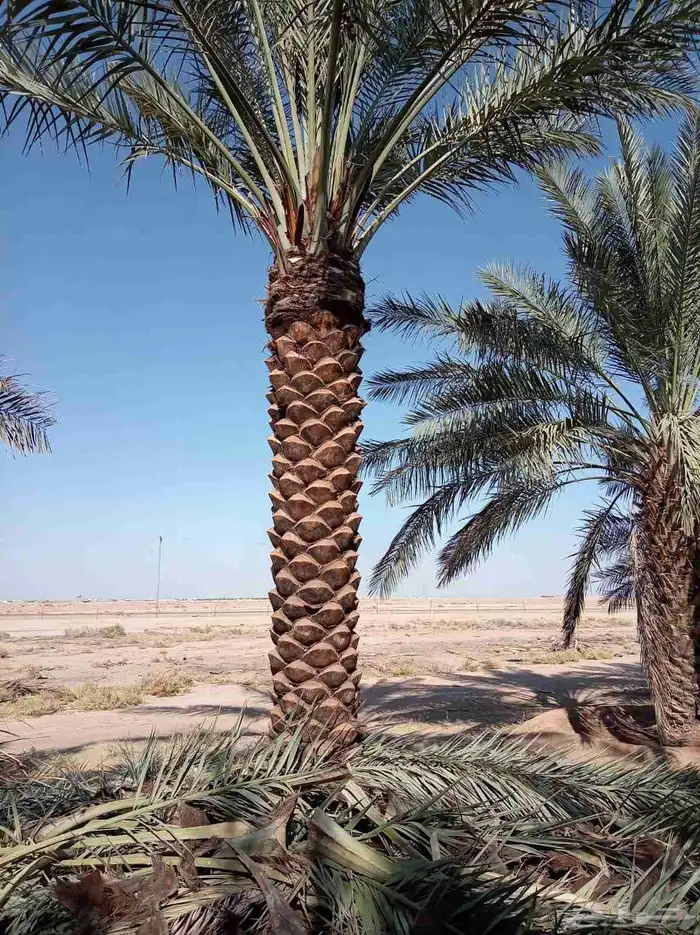 يوجد لدينا نخيل جميع الانواع وجميع المقاسات 2