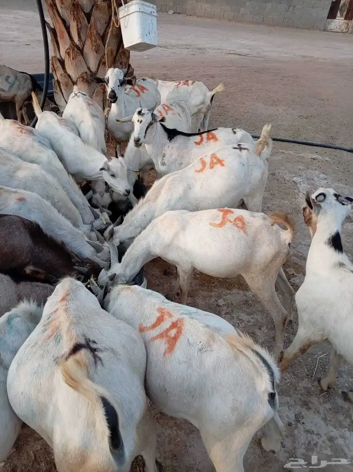 تيوس صوماليه احجام طيبه جدا 2