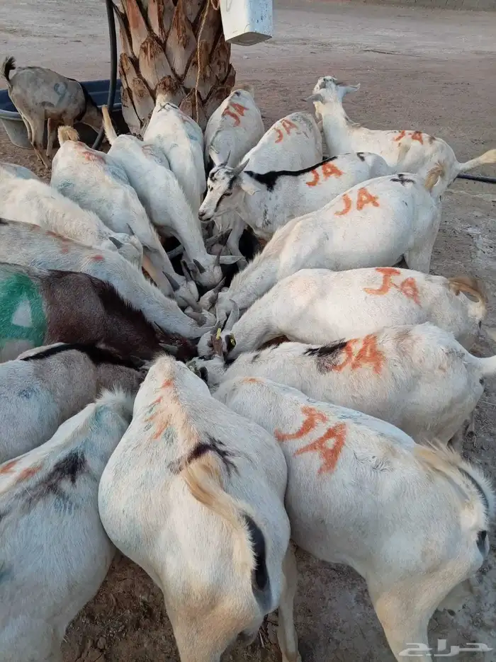 تيوس صوماليه احجام طيبه جدا 0