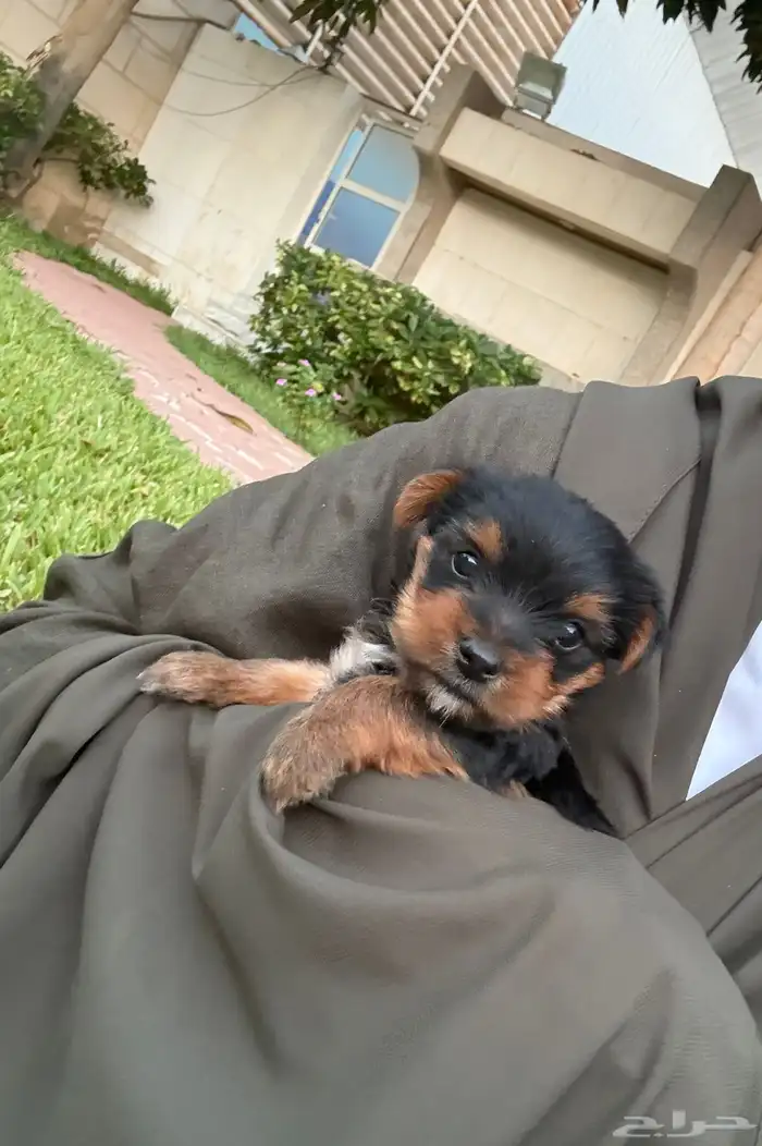 كلب للبيع بجده 2