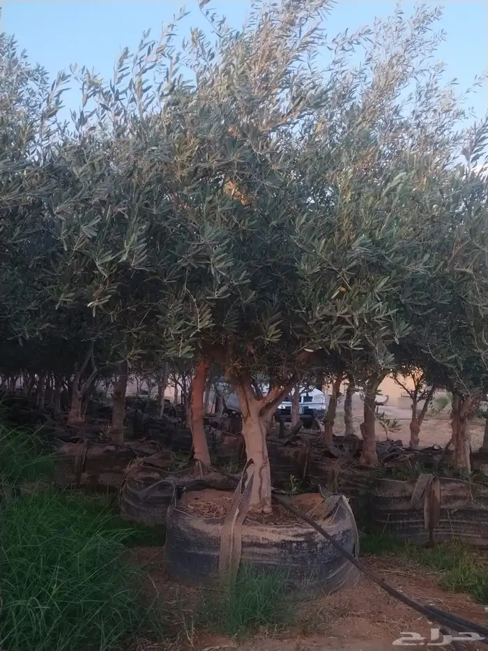 زيتون مراكن وحمضيات وبرتقال 5