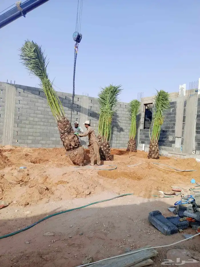 نخل مثمر للبيع خلاص صقعي سكري برحي مجدول شيشي نخيل غر ونان 2